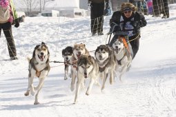Lenk 2012 SM